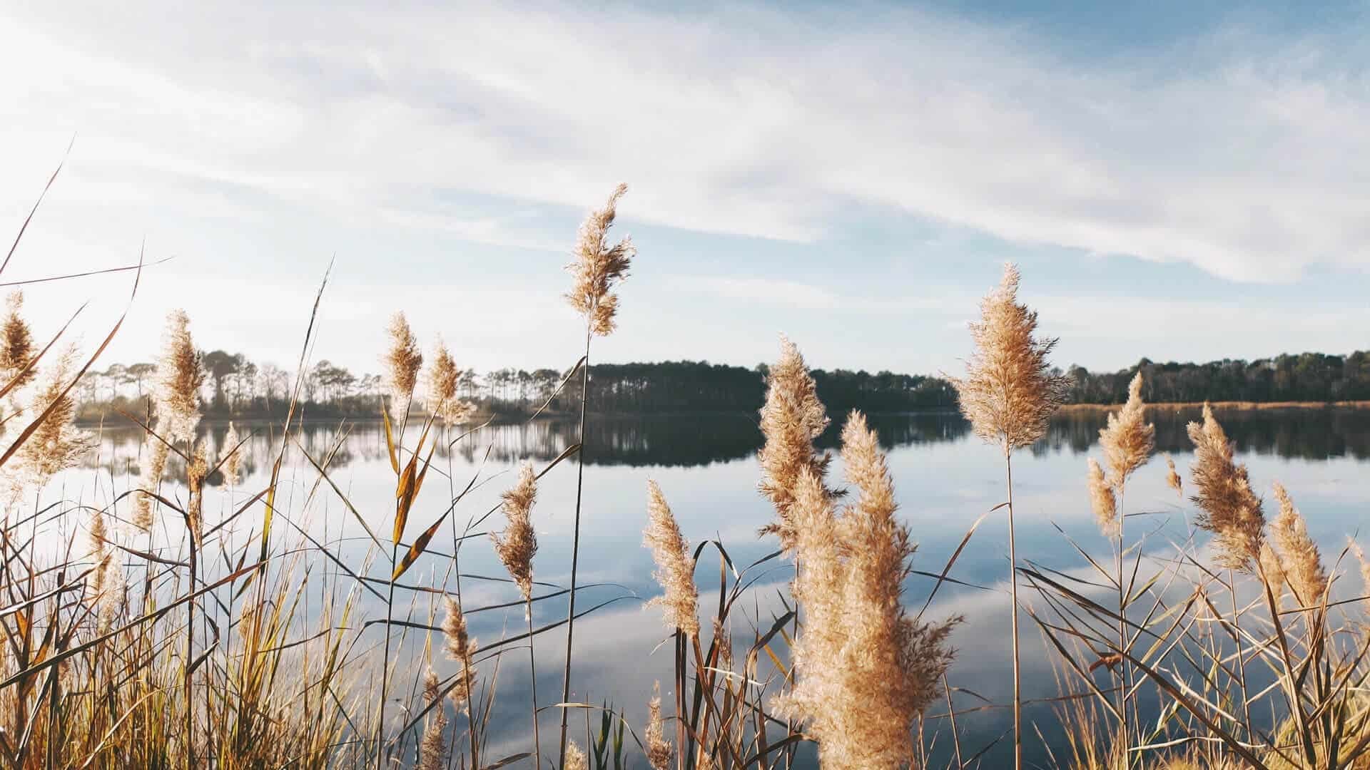Schilfhalme am Ufer der Havel, dahinter ruhiges Wasser